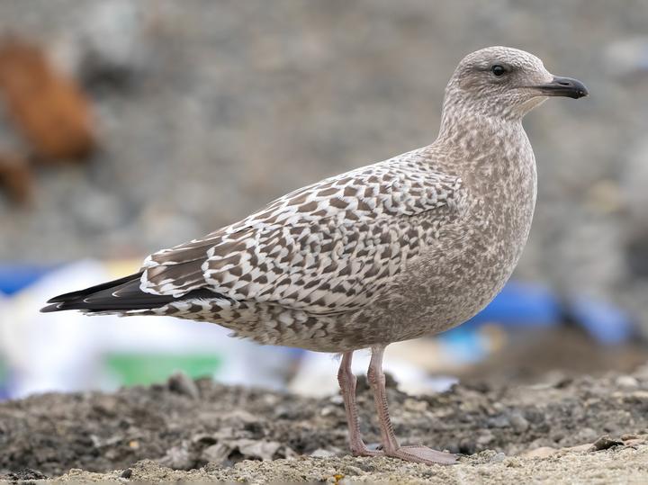 Vega Gull