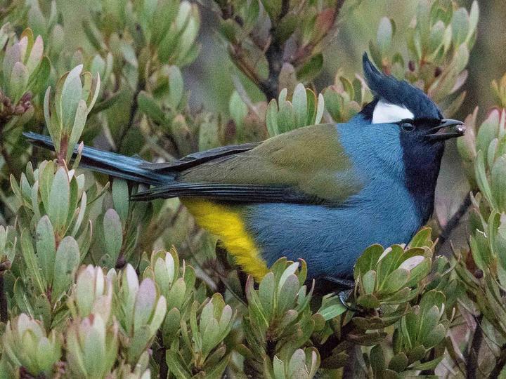 Western Crested Berrypecker