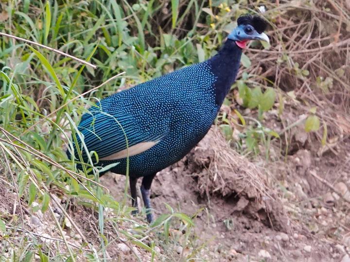 Western Crested Guineafowl