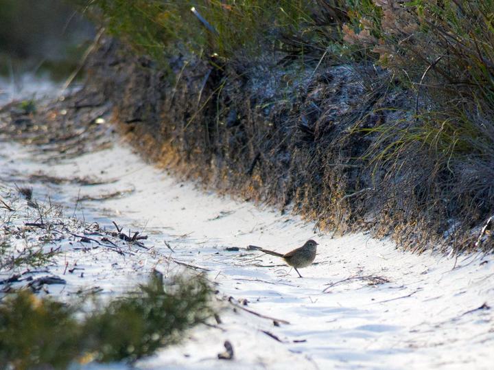Western Bristlebird