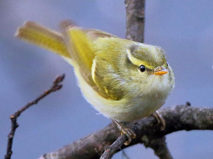 Blyth's Leaf Warbler