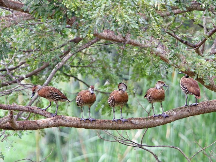 West Indian Whistling Duck