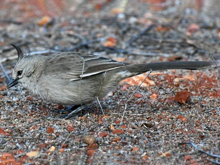 Chiming Wedgebill