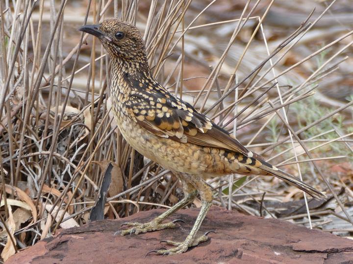 Western Bowerbird