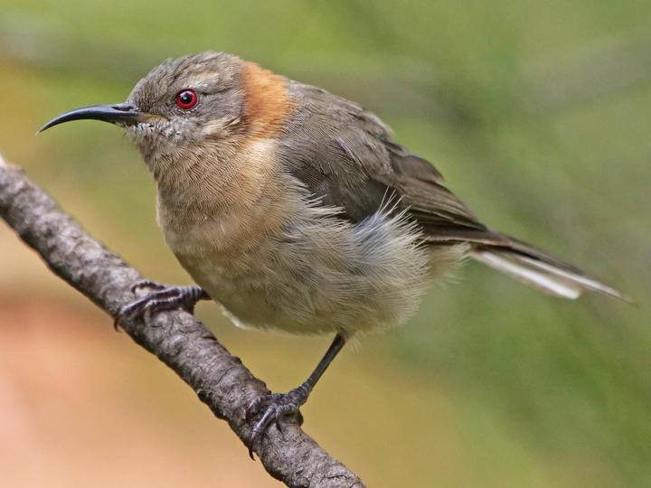 Western Spinebill