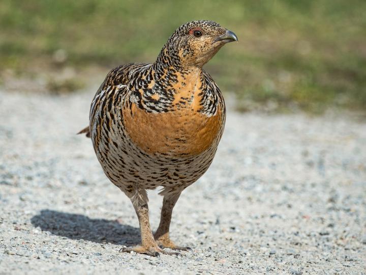 Western Capercaillie