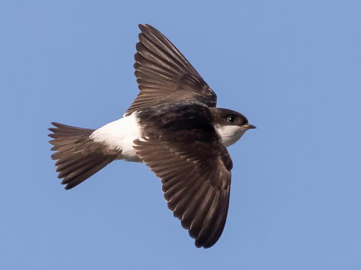 Western House Martin