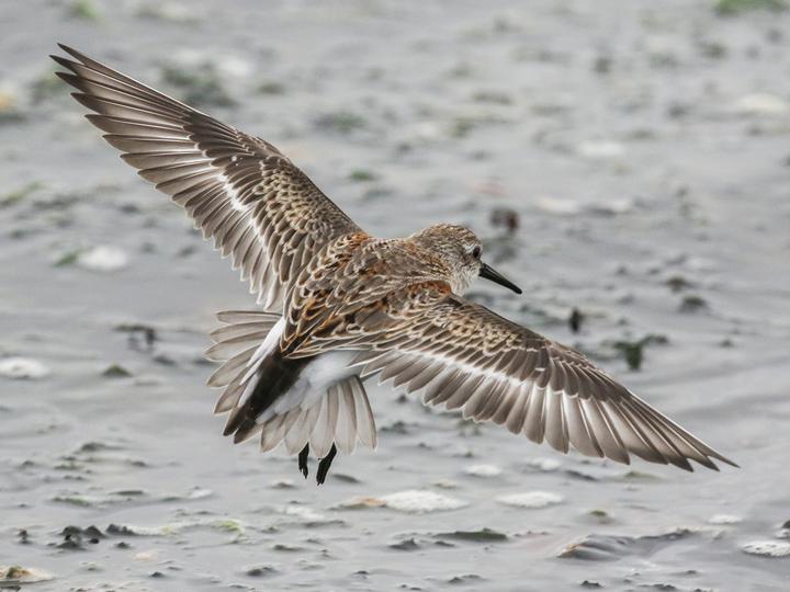 Western Sandpiper