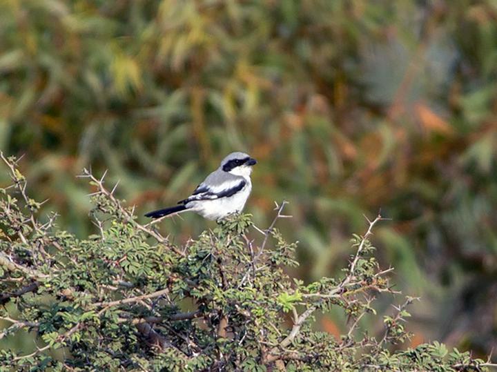Great Grey Shrike