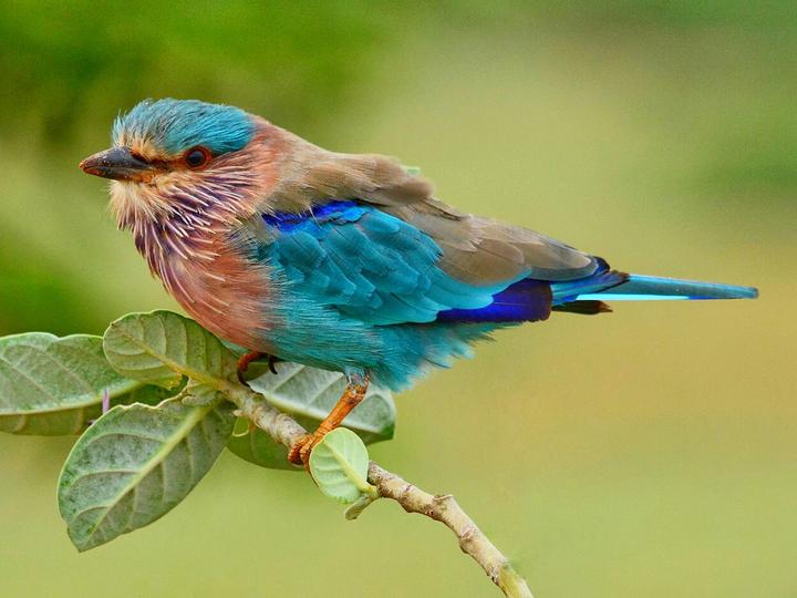 Indian Roller