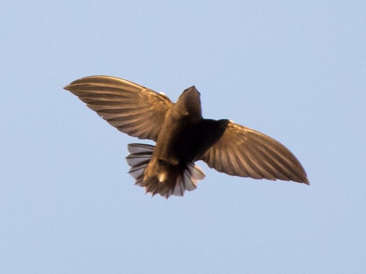Sick's Swift