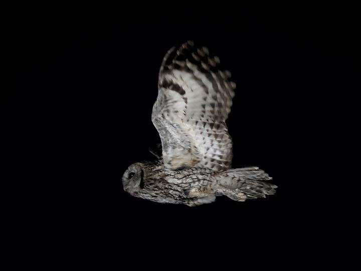 Tawny Owl
