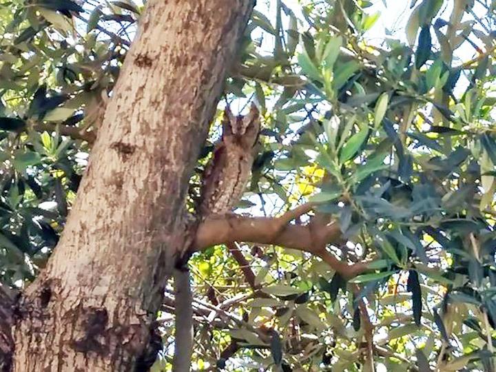 Eurasian Scops Owl