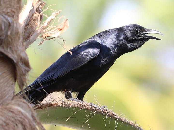 Sinaloa Crow