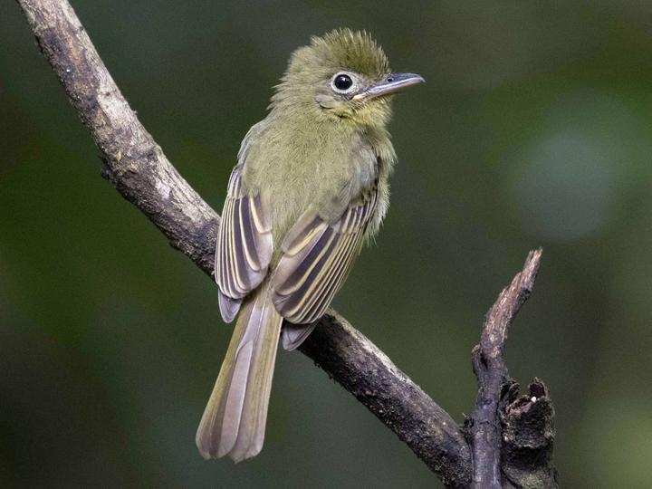 Western Olivaceous Flatbill