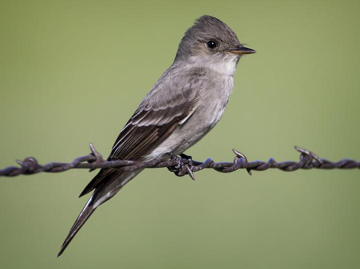 Western Wood Pewee