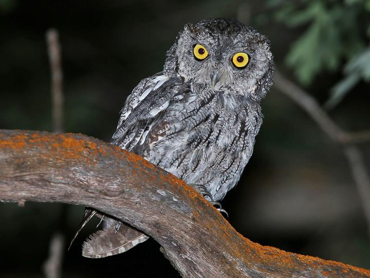 Western Screech Owl