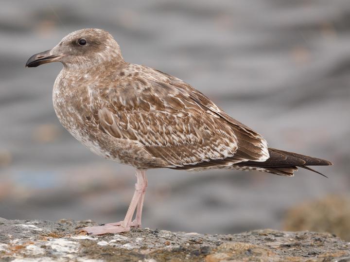 Western Gull