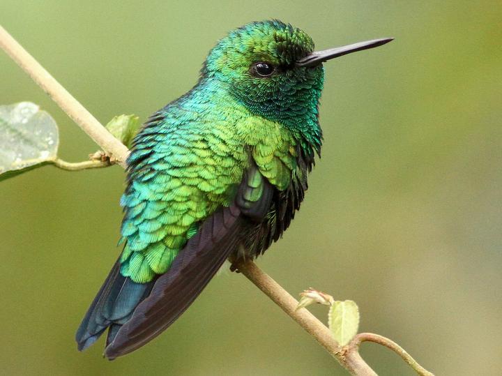Western Emerald