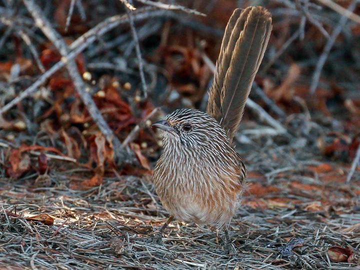 Western Grasswren