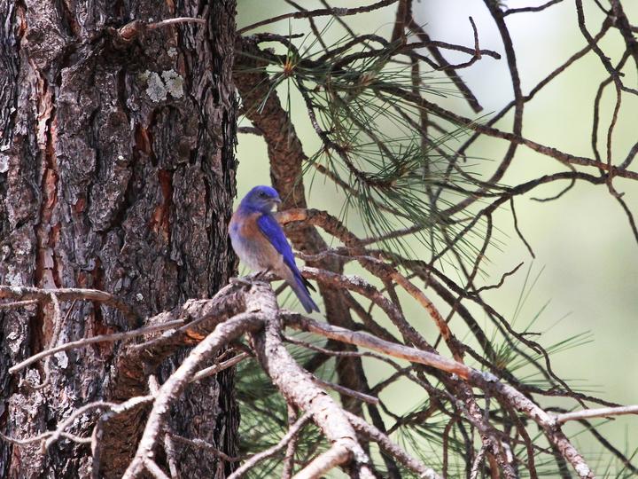 Western Bluebird