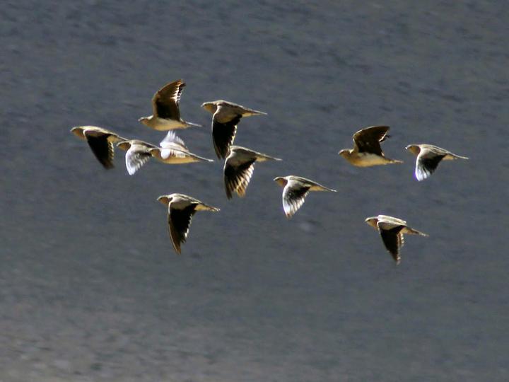 Tibetan Sandgrouse