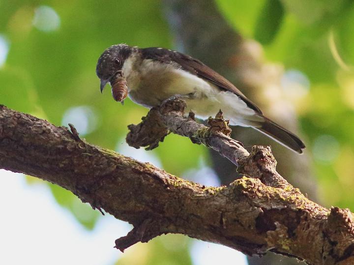 Malabar Woodshrike