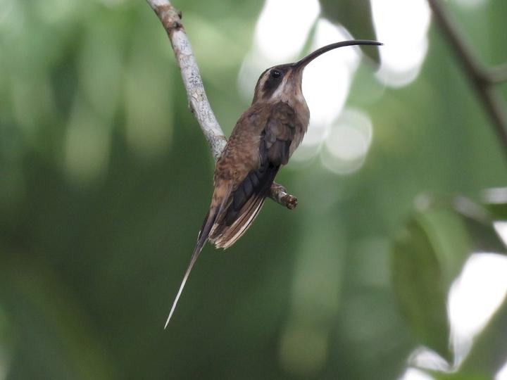 Long-billed Hermit