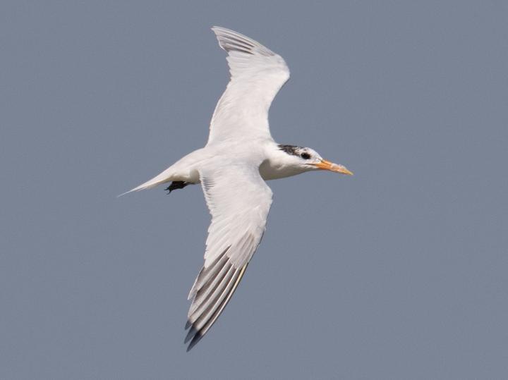 West African Crested Tern