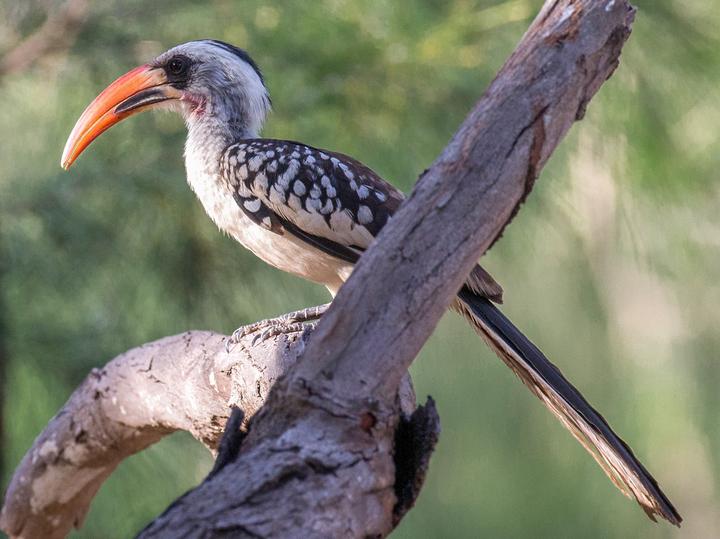 Western Red-billed Hornbill