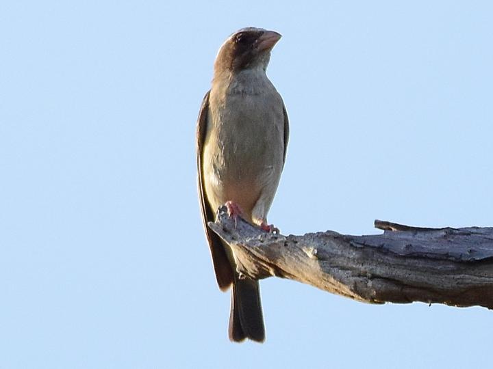 West African Seedeater