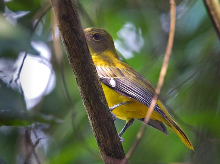Western Oriole