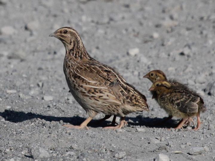 Common Quail