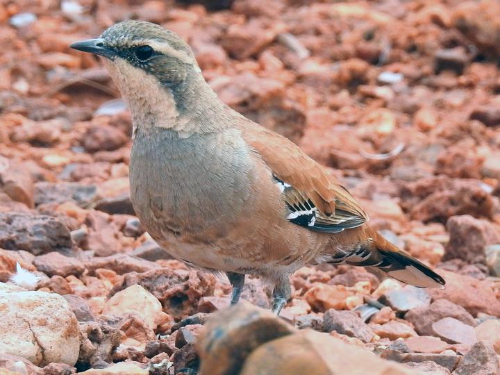 Western Quail-thrush