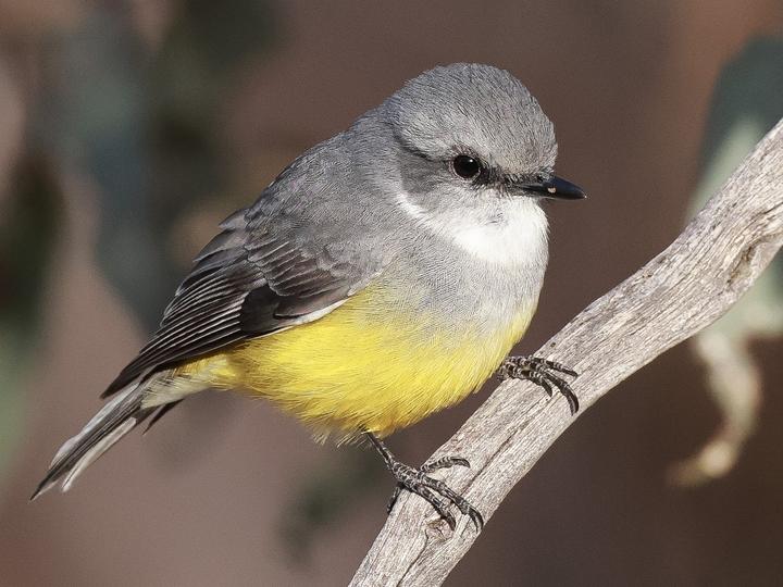 Western Yellow Robin