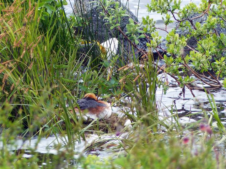 Horned Grebe