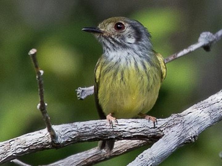 Eared Pygmy Tyrant
