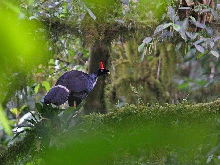 Horned Guan