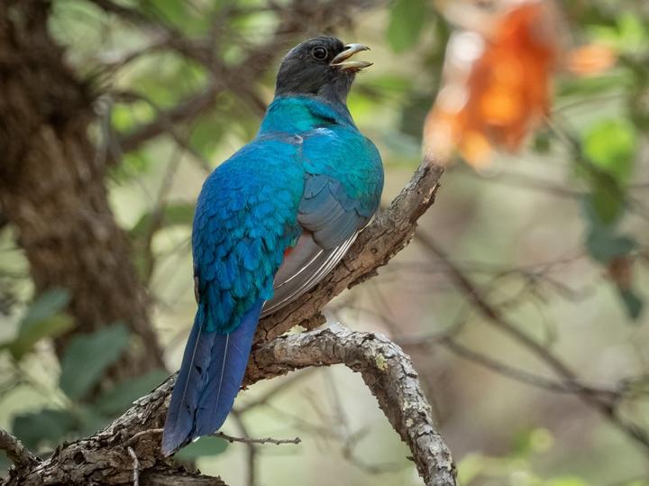 Eared Quetzal