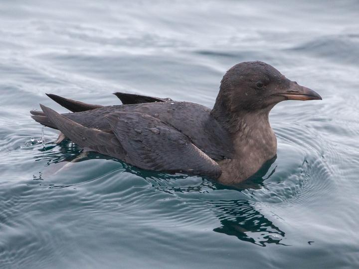 Rhinoceros Auklet