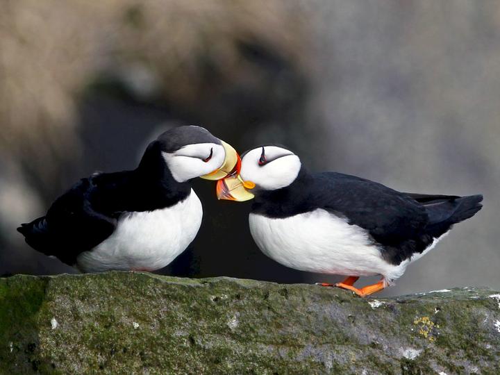 Horned Puffin
