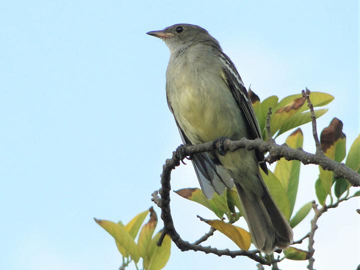 Noronha Elaenia