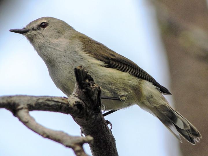Norfolk Gerygone