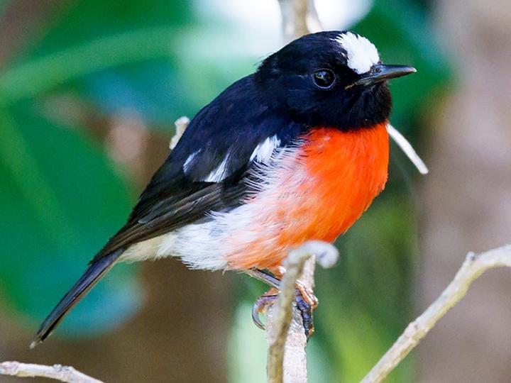 Norfolk Robin