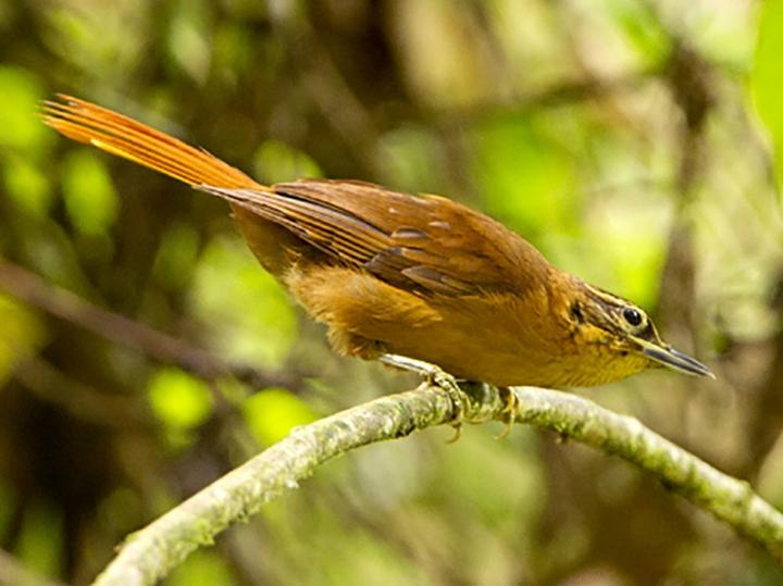 Alagoas Foliage-gleaner