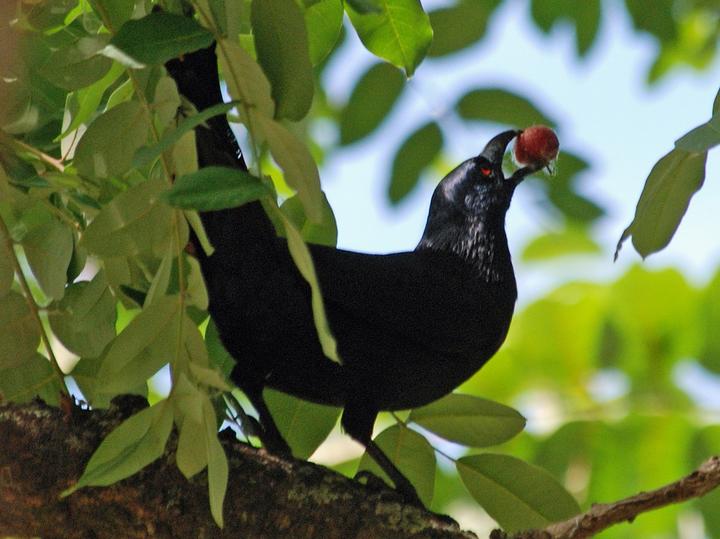 Neumann's Starling