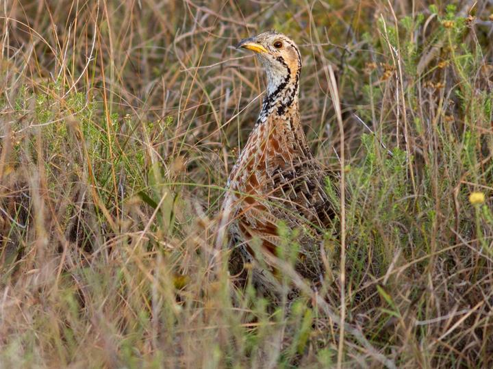 Shelley's Francolin