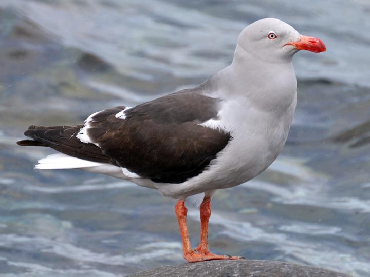 Dolphin Gull