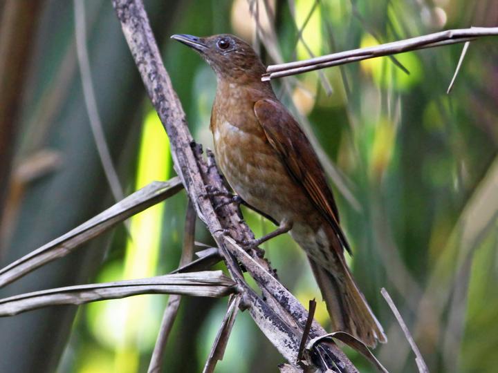Hauxwell's Thrush