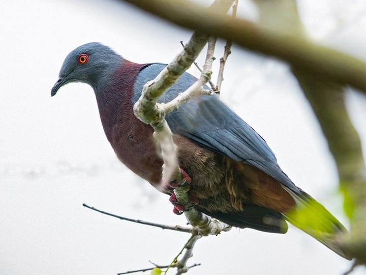 Vanuatu Imperial Pigeon